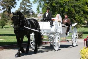 Hugo, a Friesian gelding, giving the bride and groom a lift.